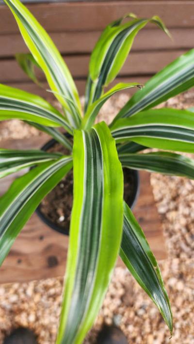 Lemon Lime Dracaena AKA Corn Plant - Thumbnail 4