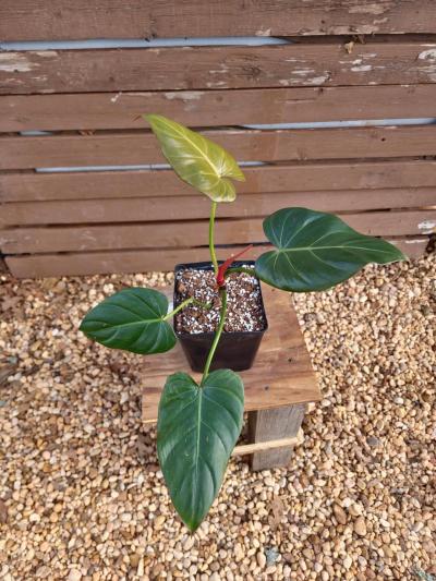 Philodendron Summer Glory - Thumbnail 3