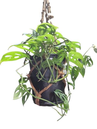 Monstera adansonii Swiss Cheese Plant - Thumbnail 5