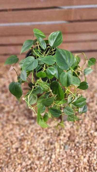 Philodendron hederaceum AKA Heartleaf Philodendron