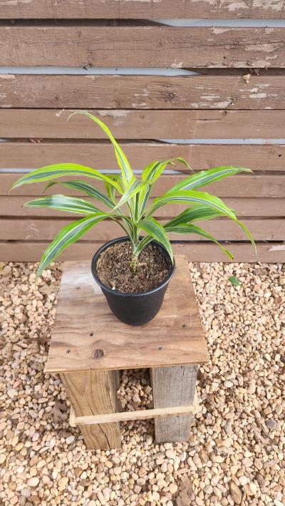 Lemon Lime Dracaena AKA Corn Plant - Thumbnail 5