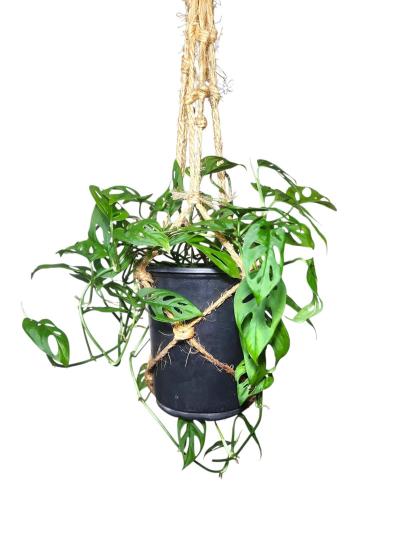 Monstera adansonii Swiss Cheese Plant