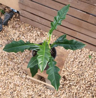 Philodendron Jungle Boogie AKA Philodendron Narrow Tooth - Thumbnail 6