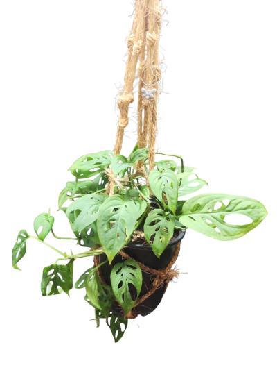 Monstera adansonii Swiss Cheese Plant - Thumbnail 6