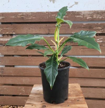 Philodendron Jungle Boogie AKA Philodendron Narrow Tooth - Thumbnail 4