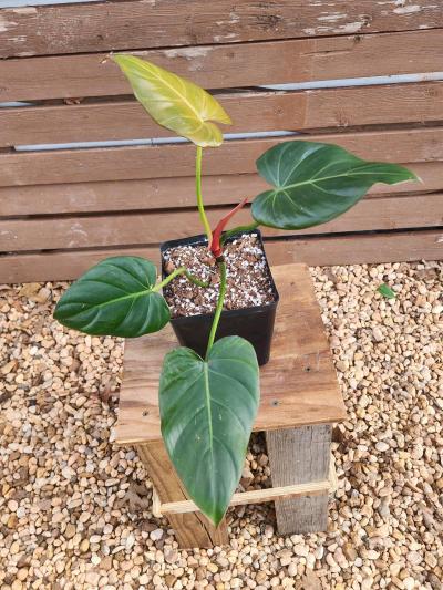 Philodendron Summer Glory - Thumbnail 5