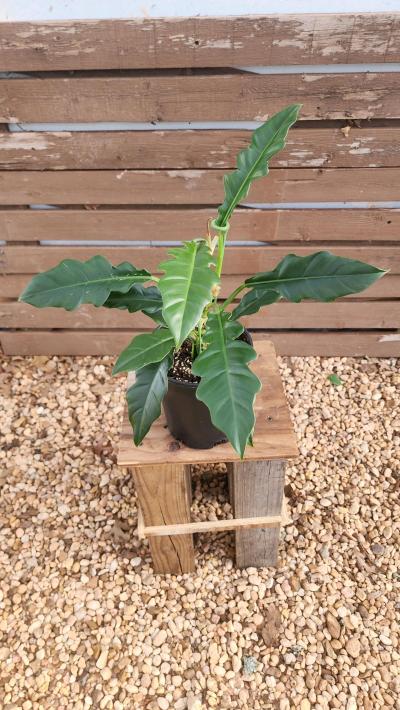 Philodendron Jungle Boogie AKA Philodendron Narrow Tooth - Thumbnail 3