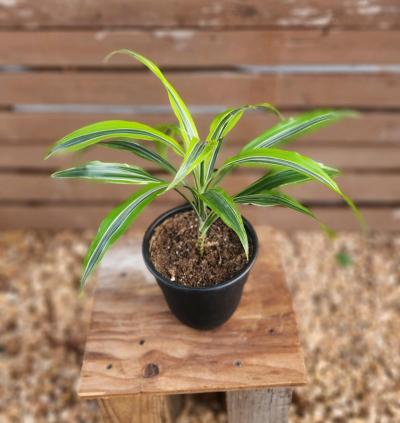 Lemon Lime Dracaena AKA Corn Plant - Thumbnail 6