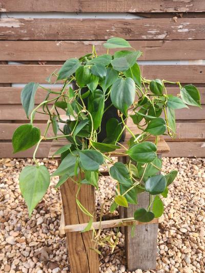 Philodendron hederaceum AKA Heartleaf Philodendron - Thumbnail 4