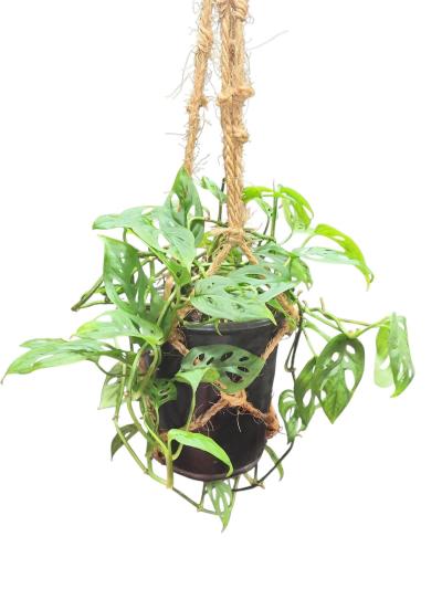 Monstera adansonii Swiss Cheese Plant - Thumbnail 4