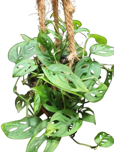 Monstera adansonii Swiss Cheese Plant - Thumbnail 3