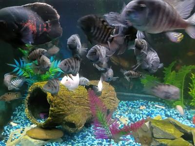 American Convict Cichlid Fish - Thumbnail 4