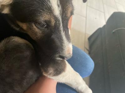 pitbull Husky mixed - Thumbnail 3