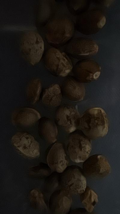 dranks and seeds hmu if you need lmk - Thumbnail 4