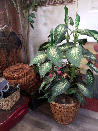 household item fake plants picture etc - Thumbnail 9