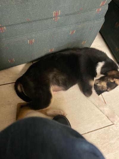 pitbull Husky mixed - Thumbnail 2