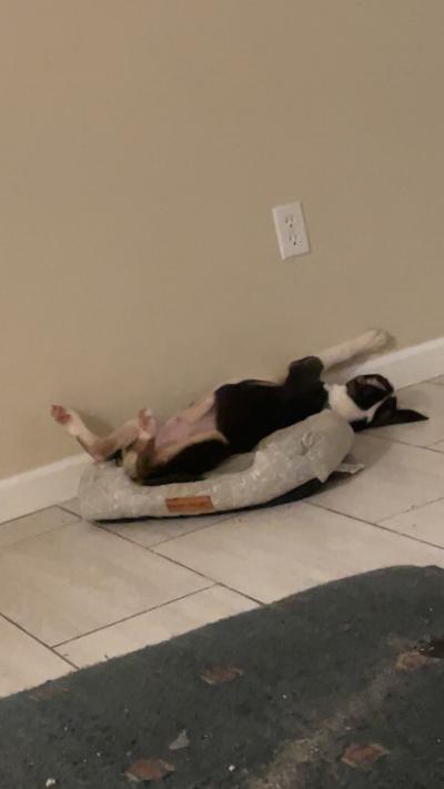 pitbull Husky mixed