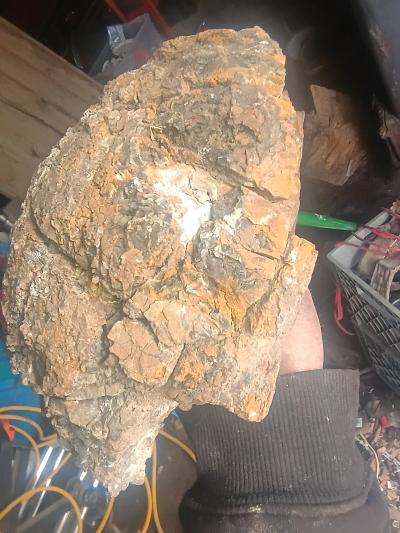 fossil turtle - Thumbnail 3