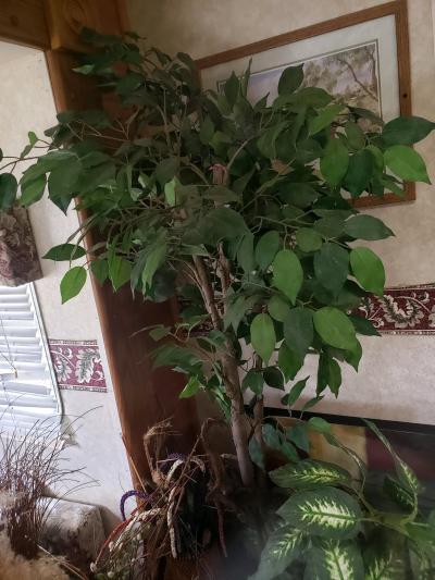 household item fake plants picture etc - Thumbnail 3
