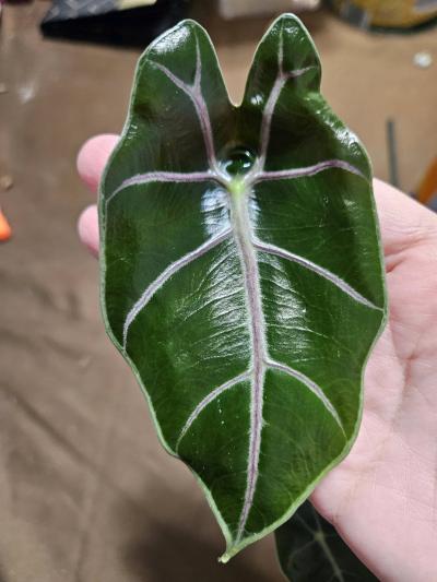 Alocasia Black Saturn Pink Bone Plant - Thumbnail 2
