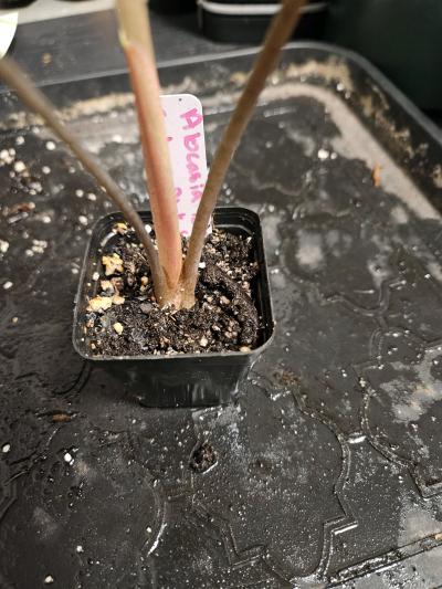 Alocasia Black Saturn Pink Bone Plant - Thumbnail 7