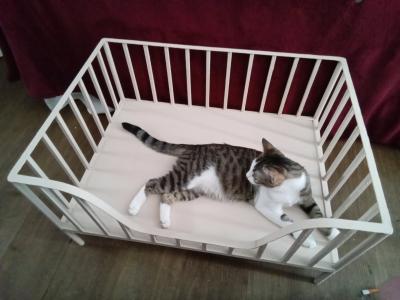 Cute Metal Small Pet Crib Style Bed Cats or Dog - Thumbnail 2