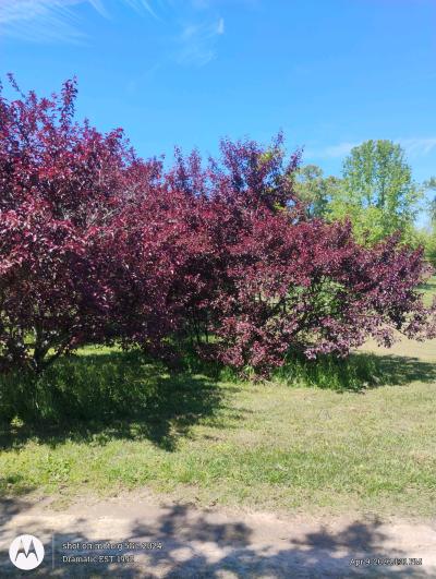 Purple Plum Trees - Thumbnail 2