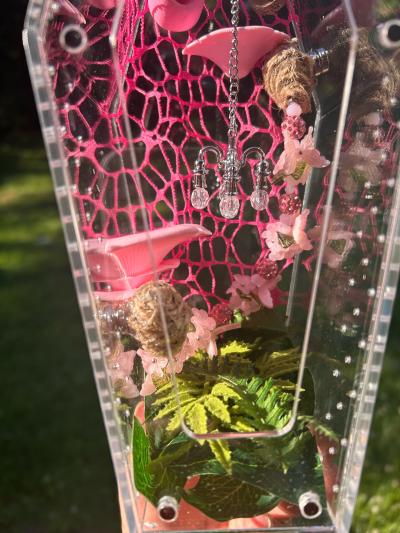 Pink Jumping spider Enclosure - Thumbnail 3