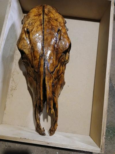 Torched cow skull - Thumbnail 4