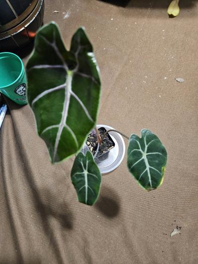 Alocasia Black Saturn Pink Bone Plant - Thumbnail 8