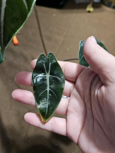 Alocasia Black Saturn Pink Bone Plant - Thumbnail 5