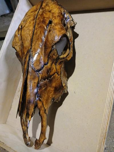Torched cow skull