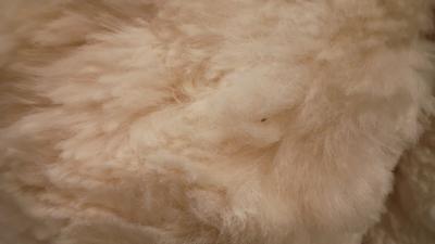 vintage and collectible llama blanke or throw - Thumbnail 5