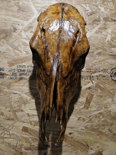 Torched cow skull - Thumbnail 3