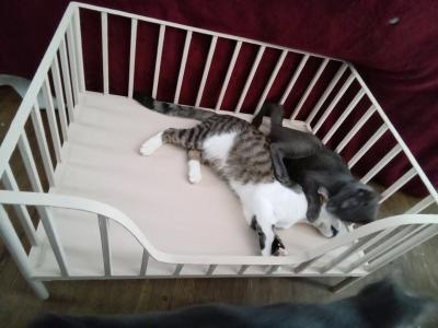 Cute Metal Small Pet Crib Style Bed Cats or Dog - Thumbnail 4