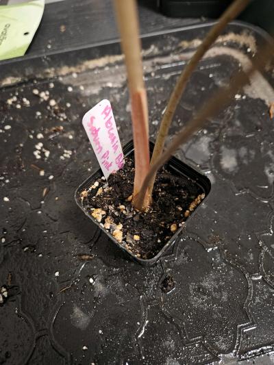 Alocasia Black Saturn Pink Bone Plant - Thumbnail 6