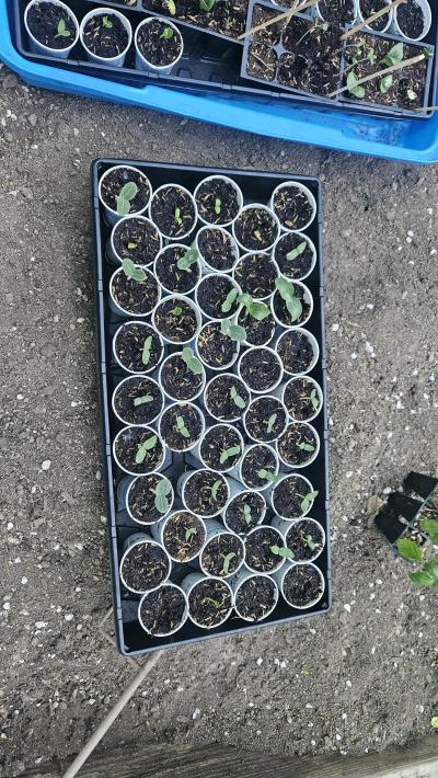 micro melons and squash starters - Thumbnail 2