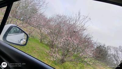 Purple Plum Trees - Thumbnail 4