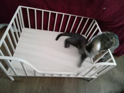 Cute Metal Small Pet Crib Style Bed Cats or Dog - Thumbnail 3