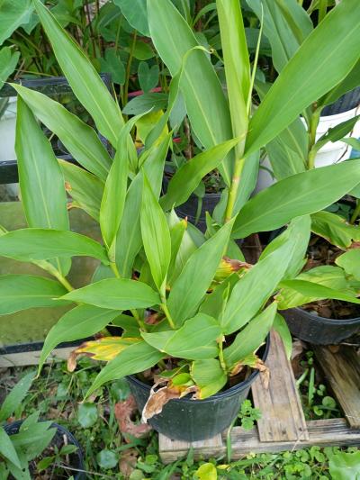 plants - Thumbnail 4