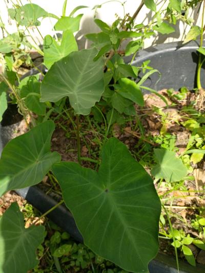 plants - Thumbnail 6