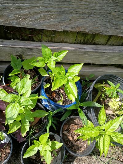 plants - Thumbnail 12
