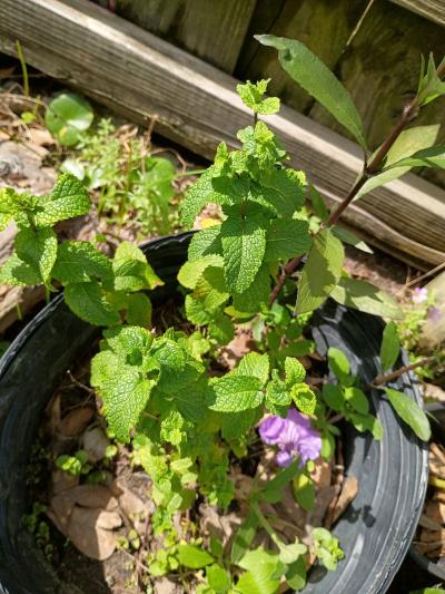 plants - Thumbnail 9