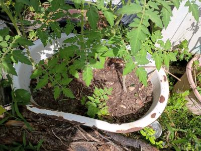 plants - Thumbnail 7