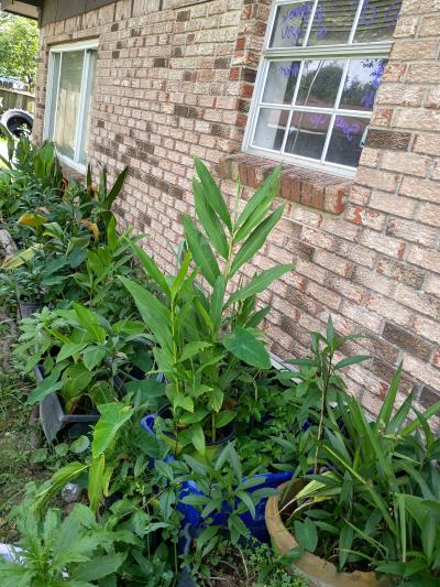plants - Thumbnail 3