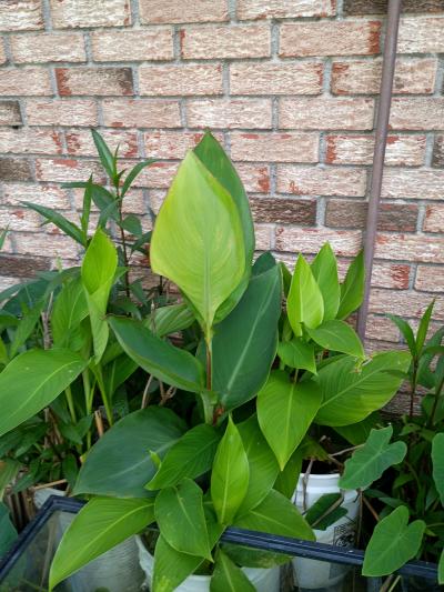 plants - Thumbnail 5