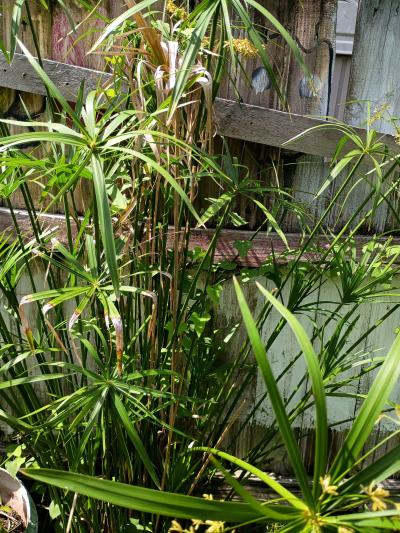 plants - Thumbnail 10