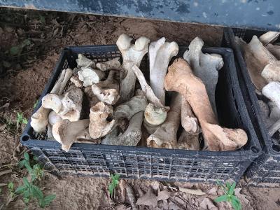 Ethically Harvested Animal Bones - Thumbnail 2