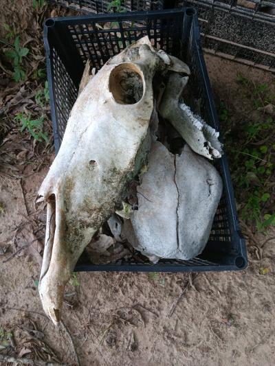 Ethically Harvested Animal Bones - Thumbnail 3
