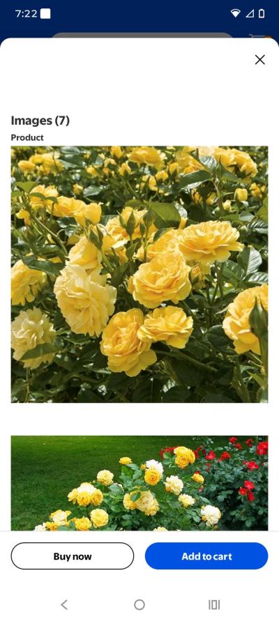 Julia Child Floridabunda Rose